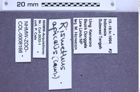 Etikette zu Rismethus apicalis (NHMW-ZOO-COL-0008166)